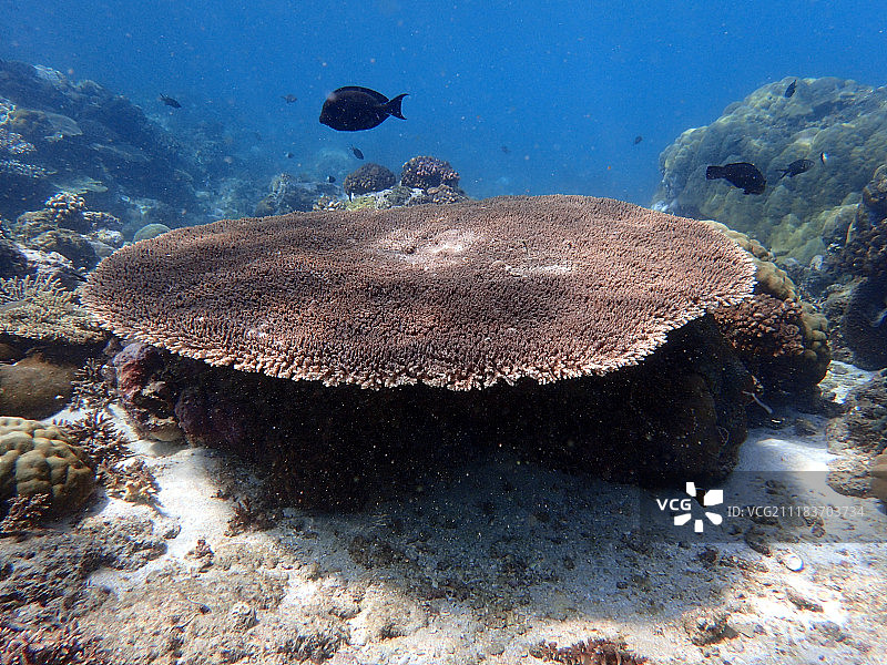巴扎鲁托群岛上的双英里礁图片素材