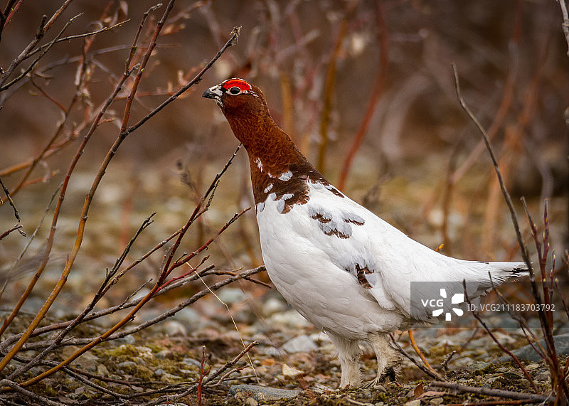 过渡雷鸟图片素材