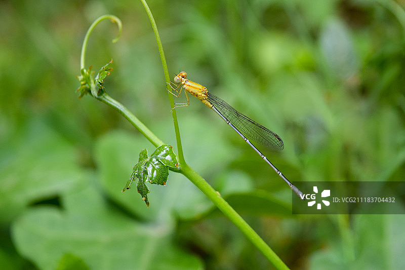 小蝴蝶图片素材