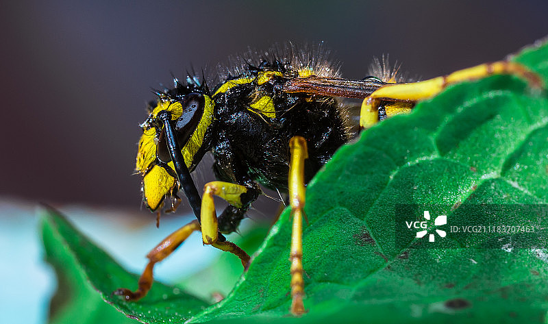 潮湿的黄蜂图片素材