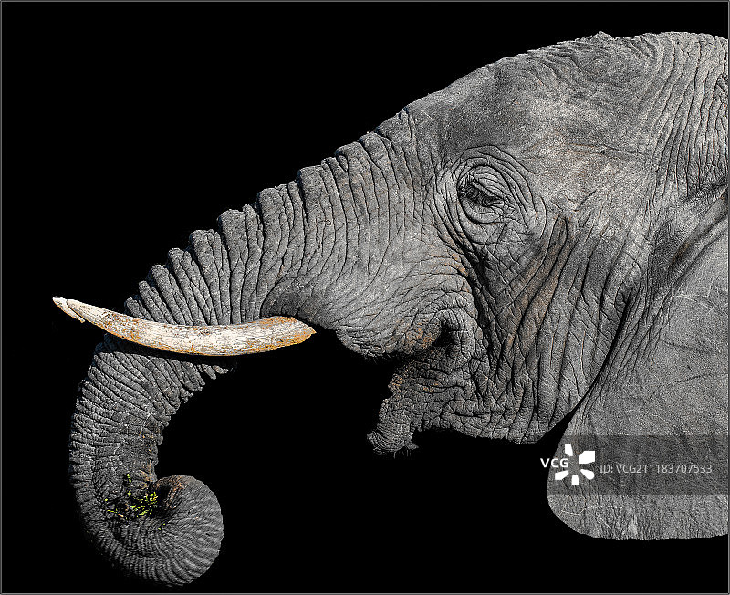 大象特写图片素材