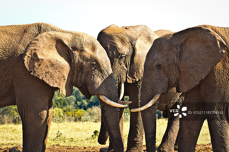 非洲丛林象的头部图片素材