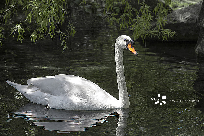 白天鹅图片素材