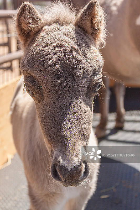 迷你小马宝宝肖像图片素材