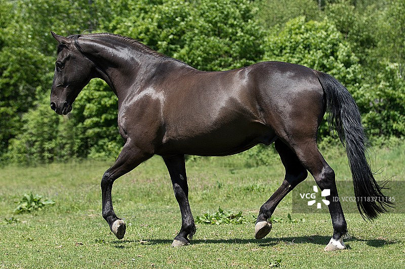 绿色草地上的黑马图片素材