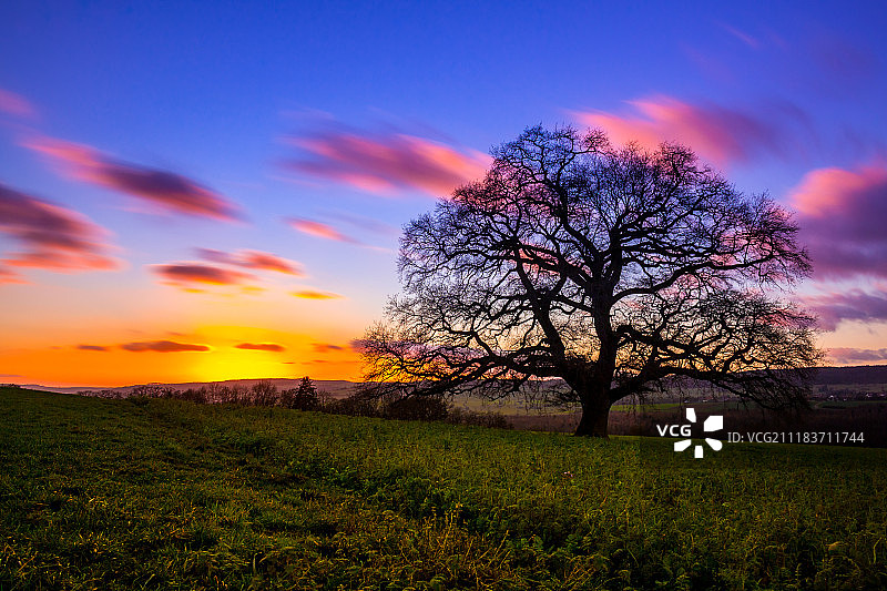 千年老橡树的日落图片素材