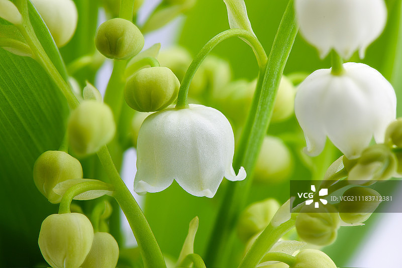 孤立的铃兰花微距图片素材