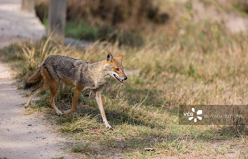 在坎哈老虎保护区的印度野狗图片素材