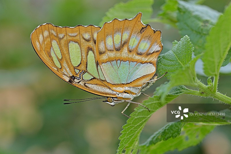 迷人的孔雀石图片素材
