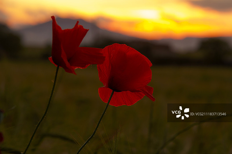 简单的美丽图片素材