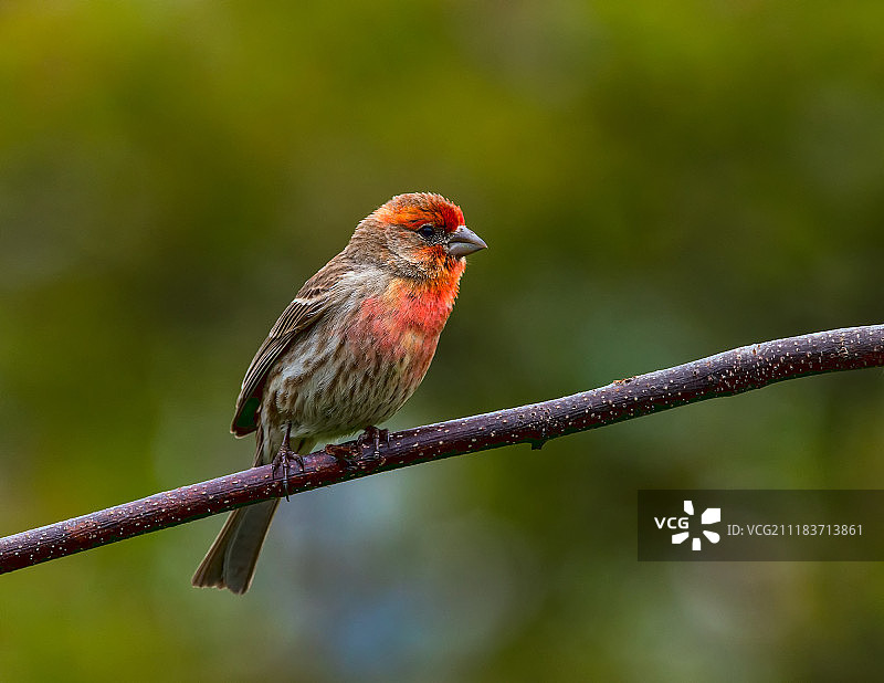 红色和绿色图片素材