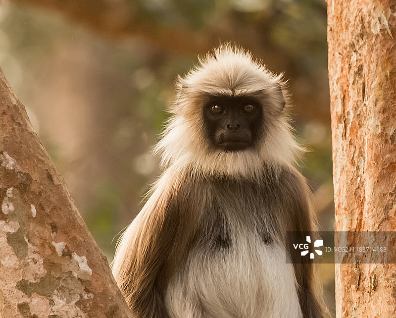 印度卡巴尼的叶猴图片素材