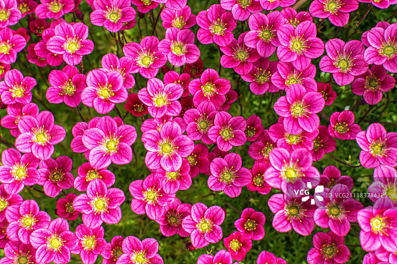 粉色虎耳草图片素材