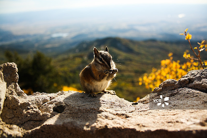 mesa上的花栗鼠图片素材