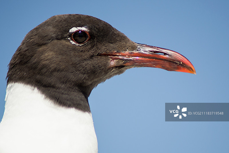海鸥之眼图片素材