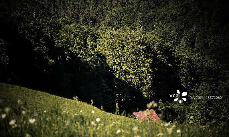 覆盖森林的山坡图片素材