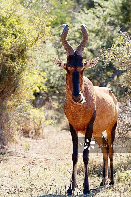 红狷羚图片素材