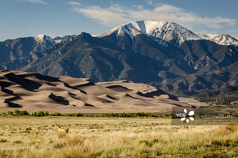 沙丘上的叉角羚图片素材