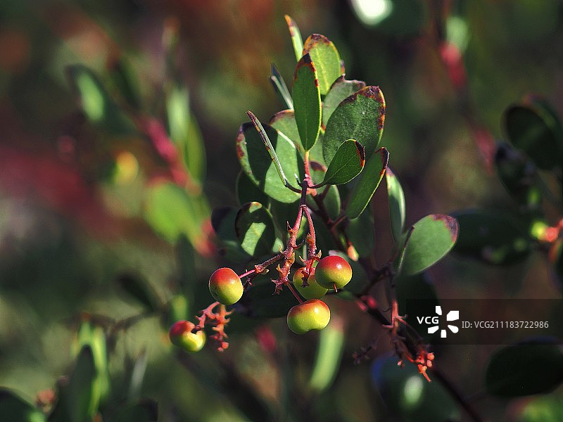 树上浆果特写图片素材