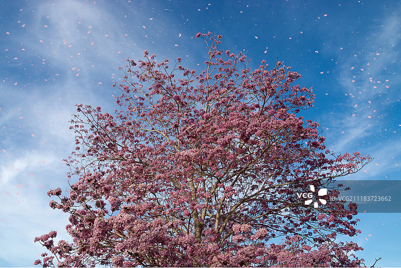 盛开的粉色花朵图片素材