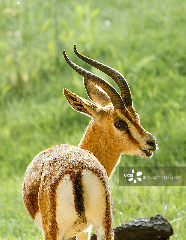 多尔卡斯瞪羚图片素材