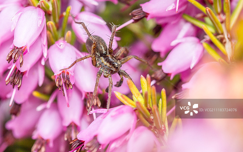 雄性狼蛛图片素材