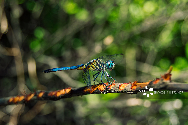 雄性蓝箭蜻蜓图片素材