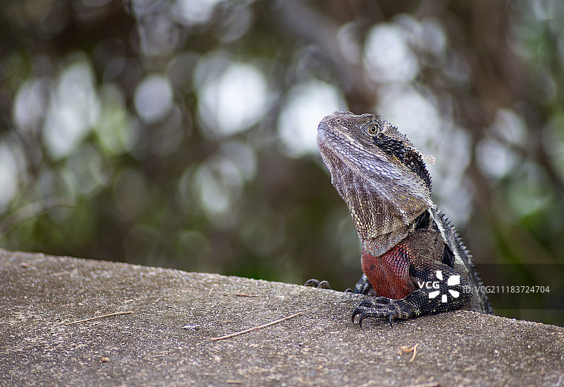 龙争虎斗图片素材