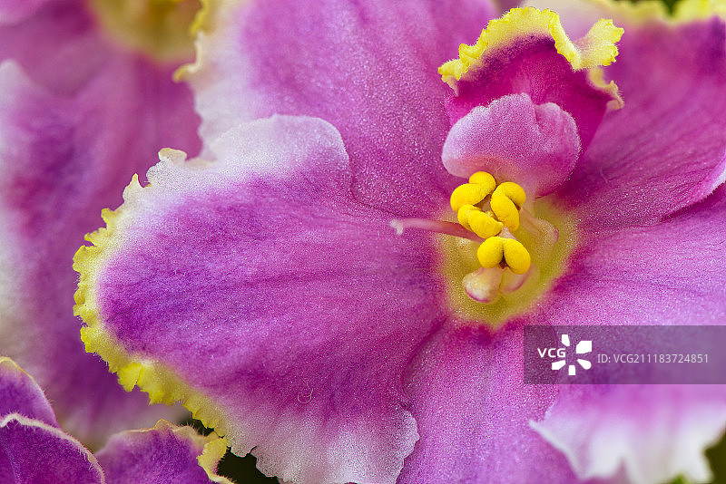 三色堇花朵特写 - 宏观摄影图片素材