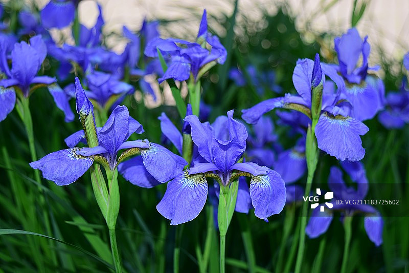 鸢尾花图片素材