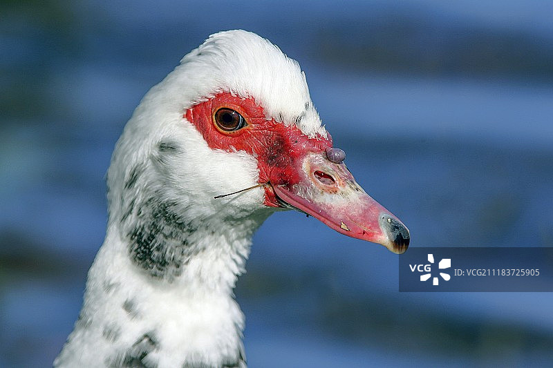 张开嘴的鸭子图片素材