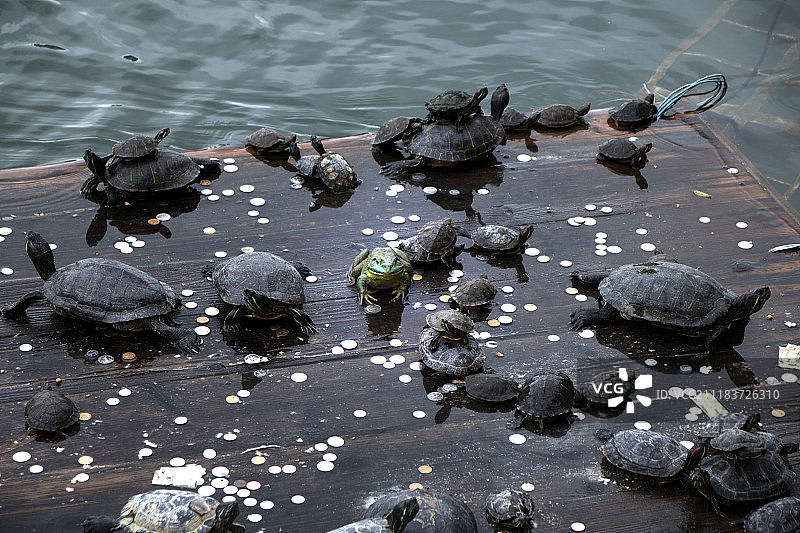 平台上的青蛙和乌龟图片素材