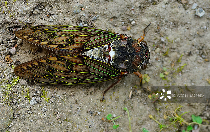 日本九州岛原市的蝉图片素材