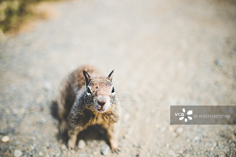 好奇者！图片素材