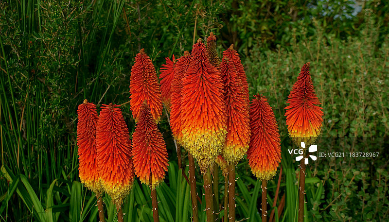 火把花美景图片素材