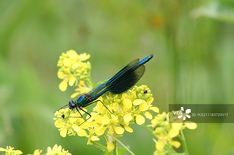 带纹翠蟌图片素材
