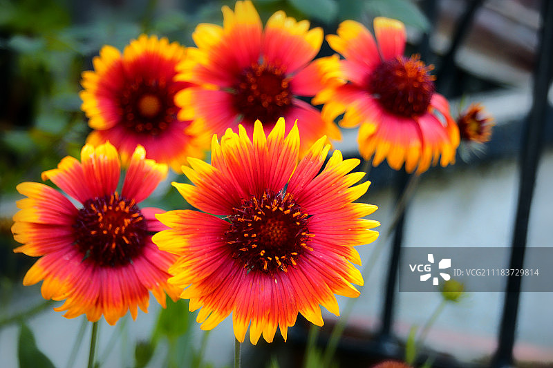 印度毛毡花（Gaillardia pulchella）特写图片素材