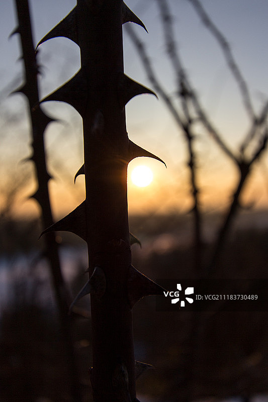 荆棘中的阳光图片素材