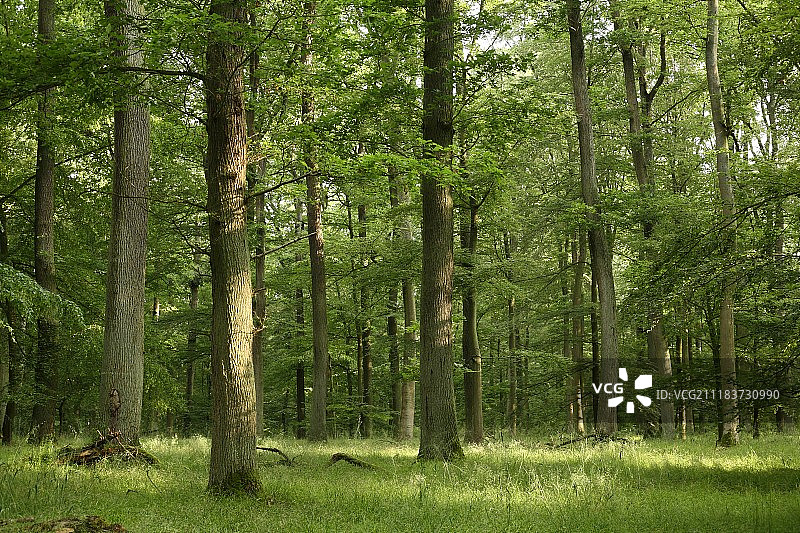 阳光森林图片素材