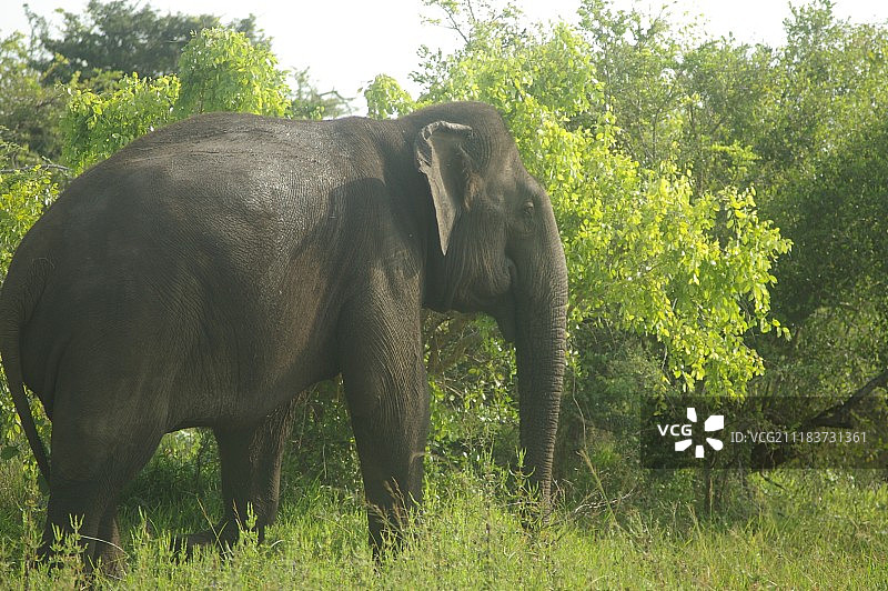 亚拉象路过图片素材