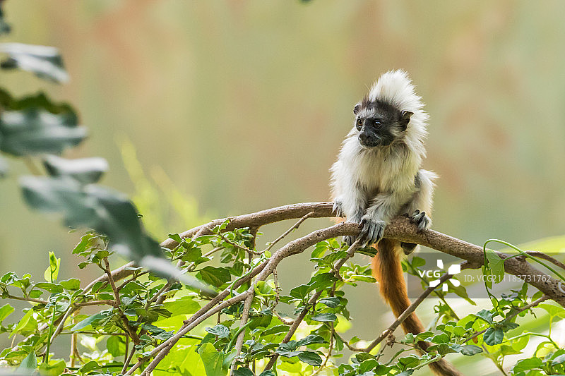 树枝上的冠毛狨图片素材