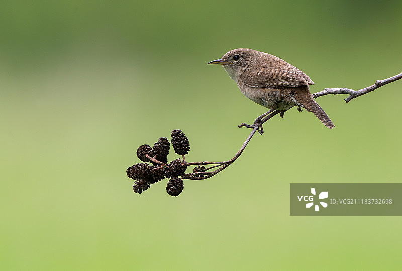 House wren鸟栖息在树枝上的特写图片素材