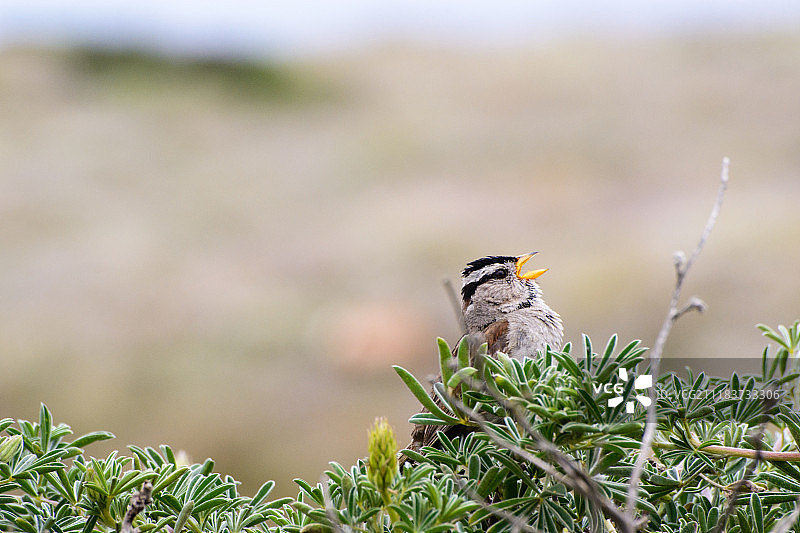 白冠麻雀特写图片素材