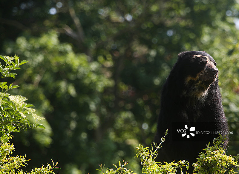眼镜熊图片素材