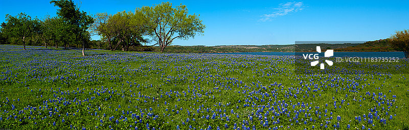 德克萨斯州中部特拉维斯湖附近的蓝色帽状花图片素材