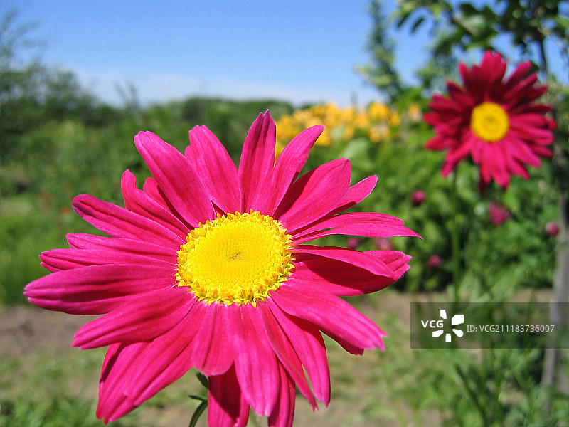 美丽的粉色花朵图片素材