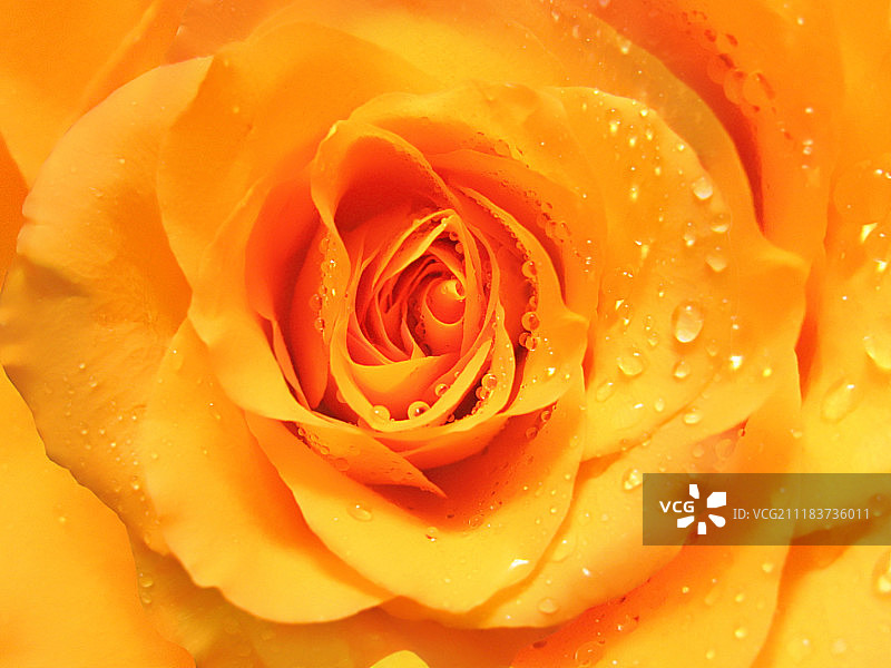 带水珠的黄色玫瑰图片素材