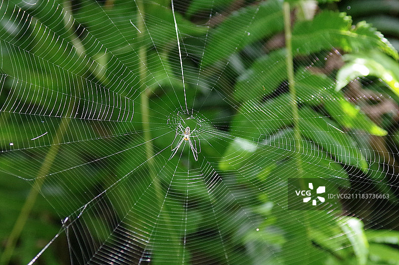 夏威夷园林蜘蛛图片素材