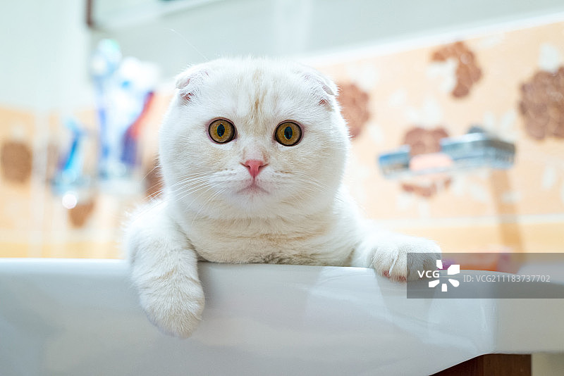 躺在浴室水槽里的苏格兰折耳小猫图片素材