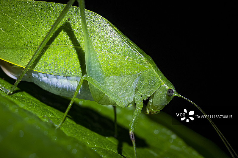 瓜德罗普岛的剑嘴蜂鸟图片素材